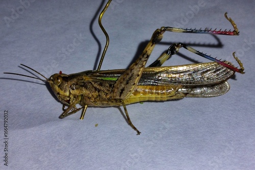Close-up of colorful grasshopper specimen