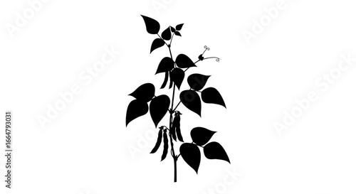 highresolution transparent background bean plant silhouette isolated vector graphic for design projects websites and presentations