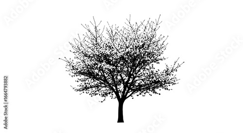 highresolution transparent background tree silhouette isolated vector illustration for design projects compositions