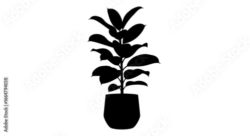 elegant ficus plant silhouette highresolution transparent background png for design projects