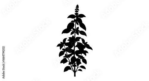highresolution basil silhouette a transparent background png for culinary botanical and design projects