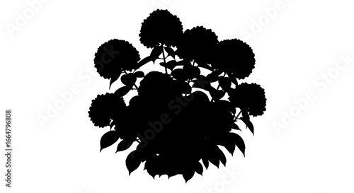 hydrangea silhouette highresolution transparent background png for design projects digital compositions