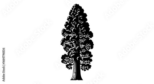majestic redwood silhouette highresolution transparent png for design projects websites and digital art