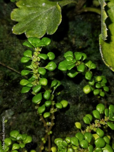 Close-up of fresh green creeping plant with tiny leaves and flowers growing in a natural moist environment 