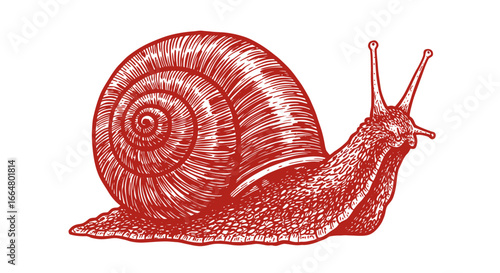 Vintage red snail sketch in detailed hand drawn style on white background