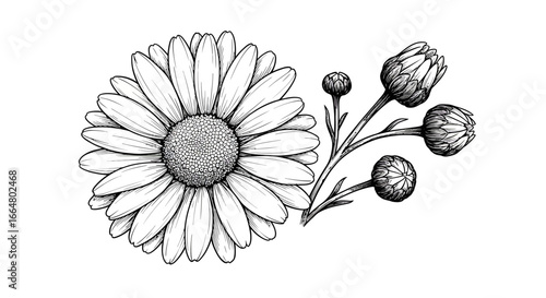 Detailed black and white botanical drawing of daisy with buds