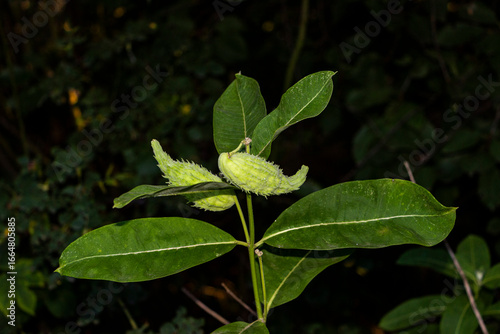 Common Milkweed, weed Asclepius Syrian, cottongrass, fruits, small, immature, green, inflorescences, plants, in garden, blurred background, greenery, garden, village, close-up, summer, nature,