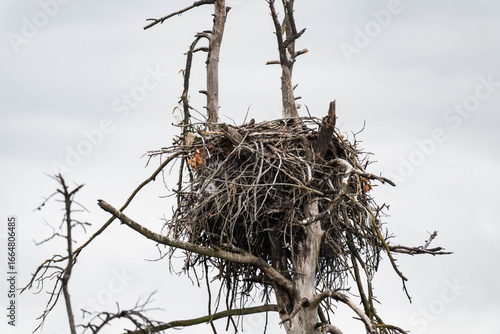 Bald eagle nest on top of a tree.