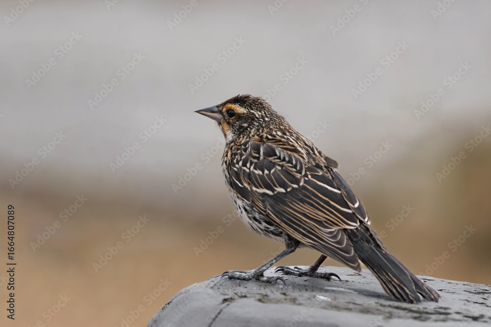 Fototapeta premium Female red-winged blackbird (Agelaius phoeniceus)