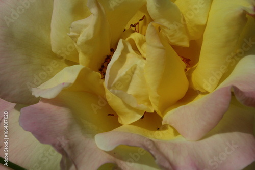 Wallpaper Mural Close up of flowers in a garden in summertime Torontodigital.ca