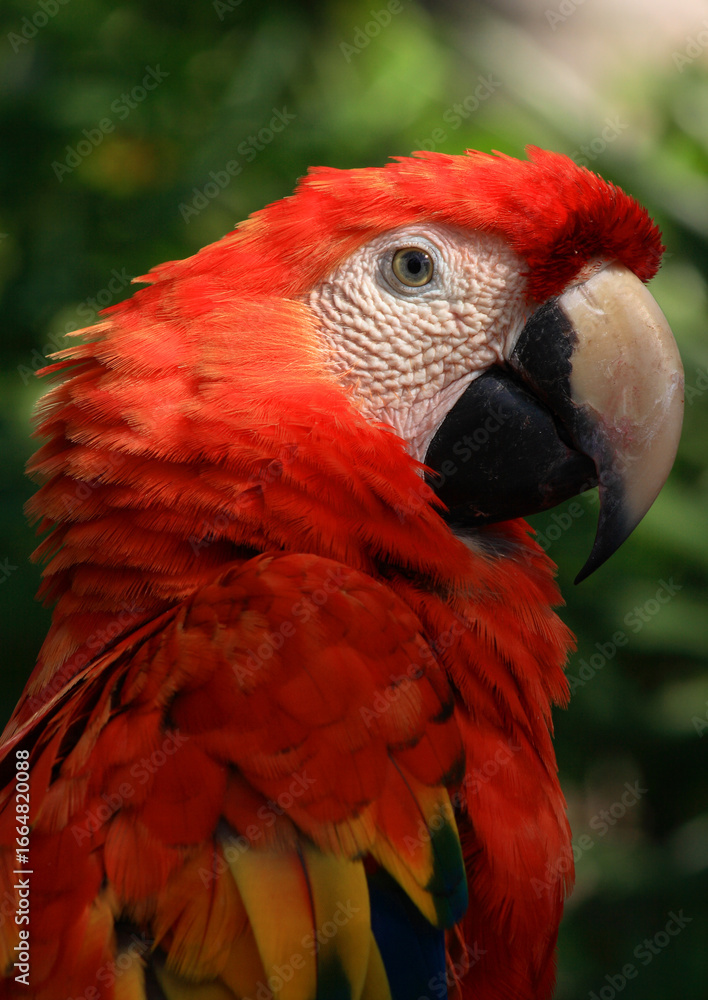 Obraz premium Chiapas, Mexico. Scarlet macaw - Ara macao. Also called the red-and-yellow macaw, red-and-blue macaw or red-breasted macaw. Close up portrait. Bokeh background.