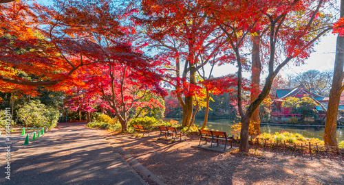 吉祥寺・井の頭公園の紅葉と井の頭池の風景