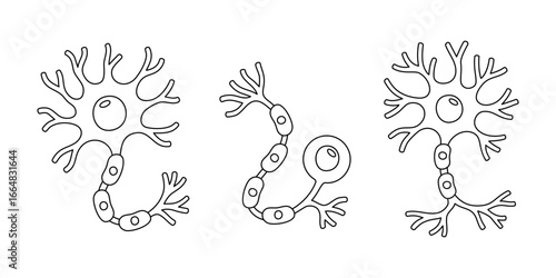 Three neuron cells with axons and dendrites. Vector black and white illustration for science or education