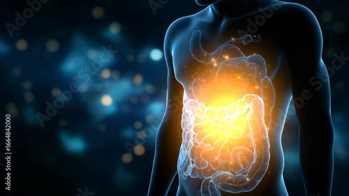 A man's stomach is shown in a blue and orange color. Futuristic illustration of microbiome bacteria glowing within human gut area silhouette, gut microbiome test, conceptual biotech