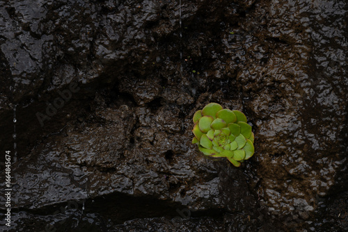 Succulents on rock wall