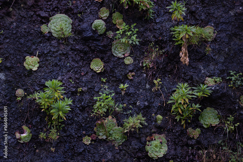 Succulents on rock wall
