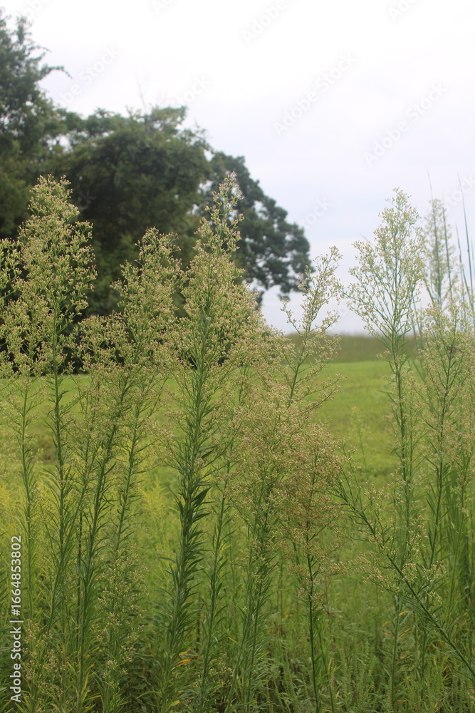 Fototapeta premium plants