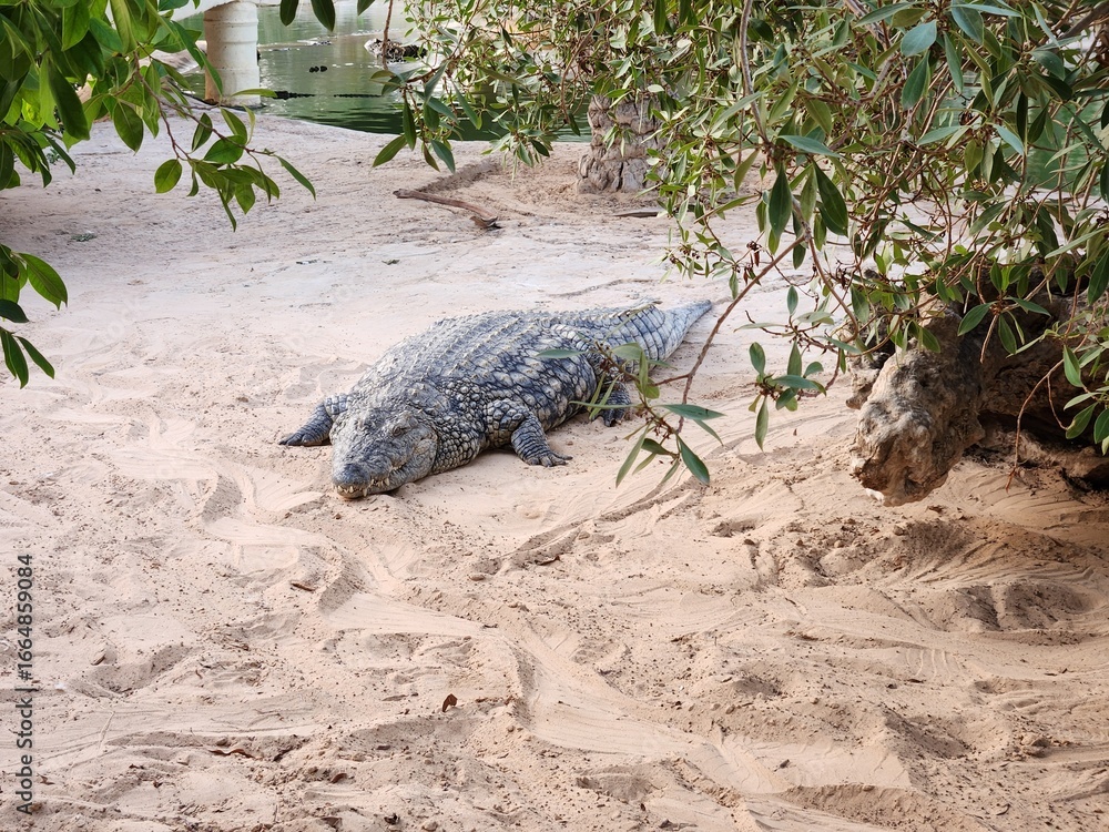 Obraz premium A large crocodile resting on the sandy shore near a body of water surrounded by green foliage trees