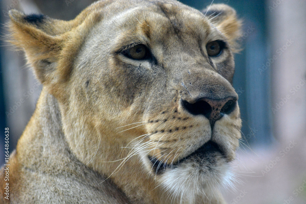 Obraz premium A close-up portrait of a lioness with intense eyes, showing strength and calmness in the wild.