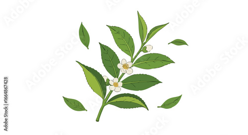 Botanical Illustration of a Green Leafy Plant with Blossoming White Flowers Highlighting Nature's Delicate Growth and Vibrant Foliage in a