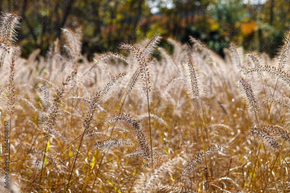 Fototapeta premium チカラシバ