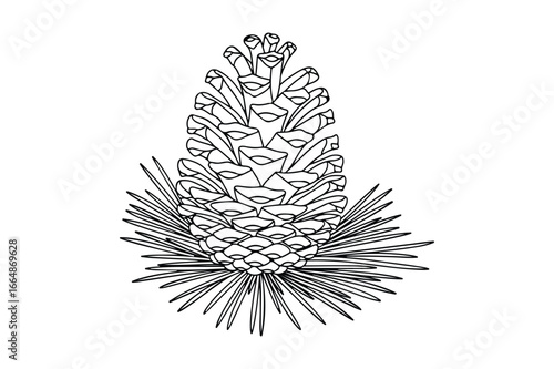 Black and white line drawing of a pine cone with needles pine needles nature