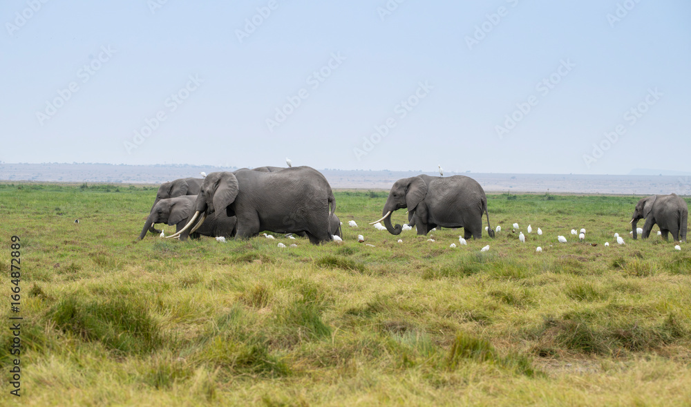 Obraz premium The herd of elephants feeding in savanna grassland at Amboseli National Park, Kenya 