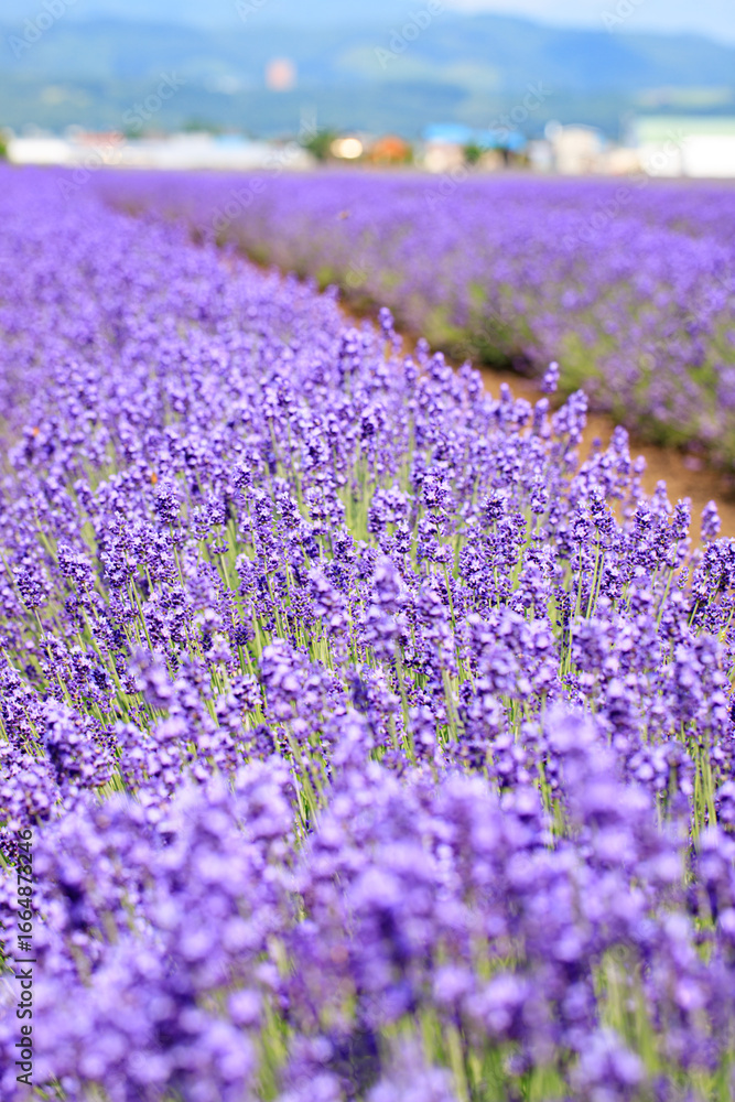 Obraz premium Close-up of Blooming Lavender Field in Summer, Furano, Hokkaido, Japan
