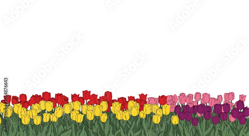 Colorful Tulip Field in Bloom with Vibrant Red, Yellow, Pink, and Purple Flowers Under Bright Sky