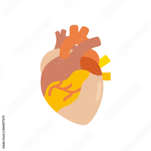 Human heart anatomy illustration in colorful vector style  