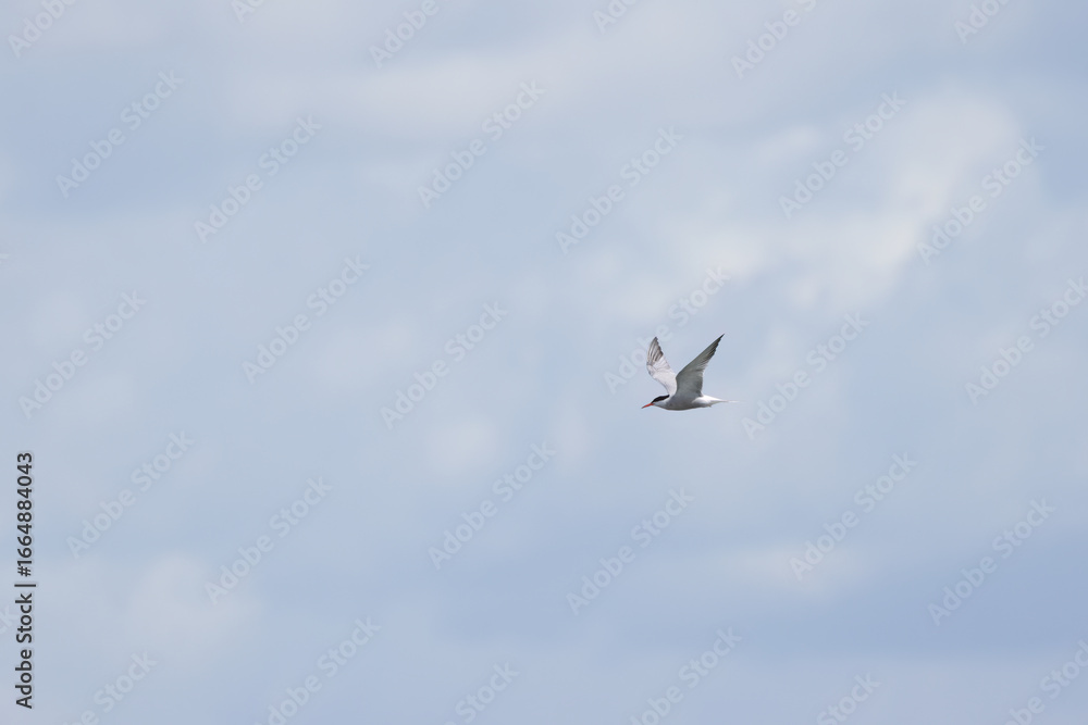 Obraz premium Common tern in flight with wings spread, common tern with wings spread and gray sky, Sterna hirundo, flying common tern with gray clouds in the background