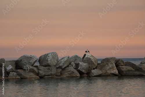 Colores de verano que abren las alas con pájaros extraños pero que a su vez son bellos y en el mar el pelícano es nuevo.