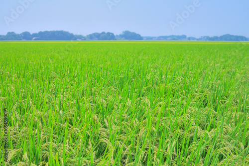 日本の夏の田園風景