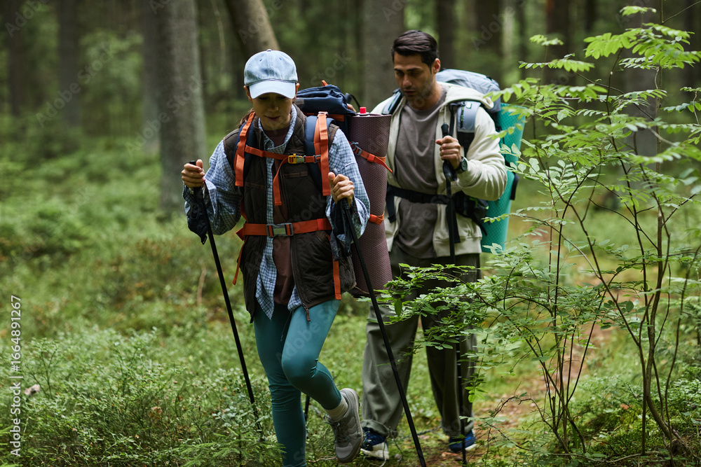 Naklejka premium Young adult Caucasian woman and young adult Caucasian man hiking through forest carrying backpacks and trekking poles, walking along green woodland trail surrounded by trees and foliage