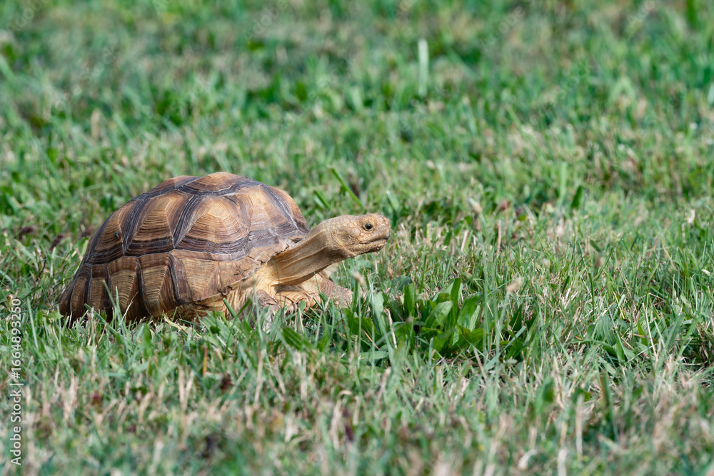 Obraz premium Tortoise in the grass 