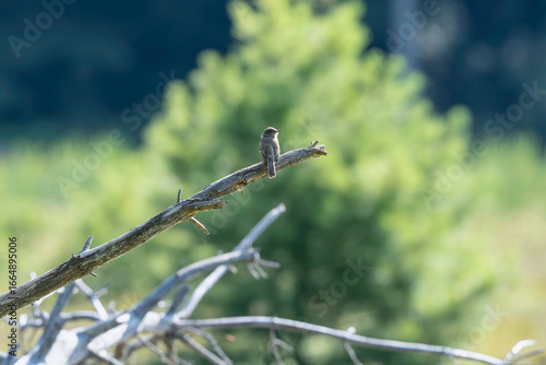 Canvas-taulu Pheobe on a branch