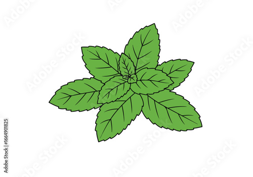 Mint leaves art on a white surface for a recipe card ingredient illustration