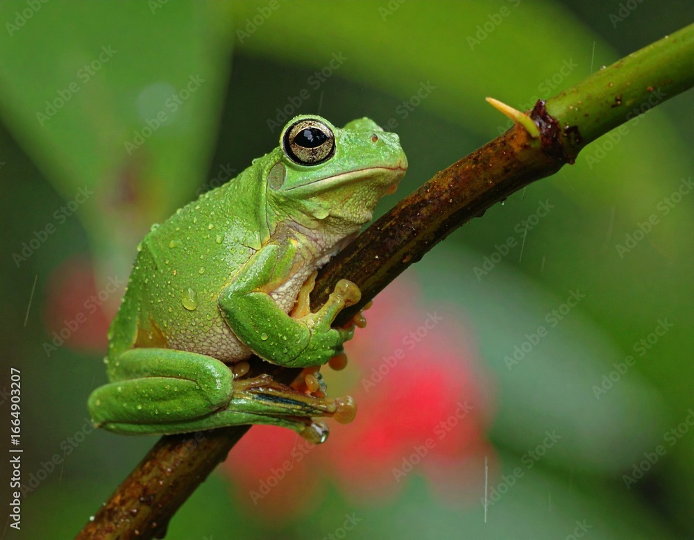 Obraz premium Realistic Green Frog Resting on a Tree Branch