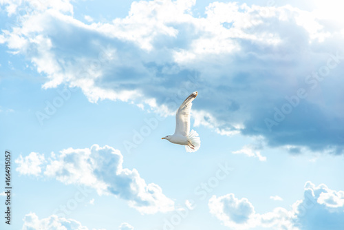 Seagull Soaring Through Cloudy Sky