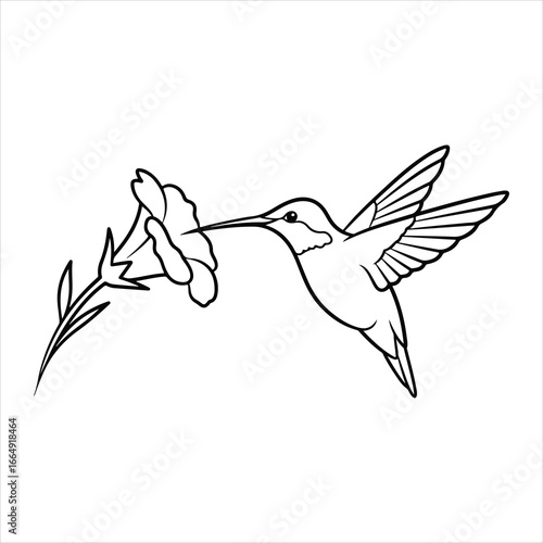 Black and white line drawing of a hummingbird feeding from a flower nectar drinking
