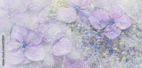 purple, blue and violet hortensia or hydrangea with lavender flowers background