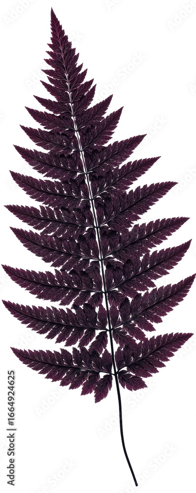 Naklejka premium Deep purple fern leaf