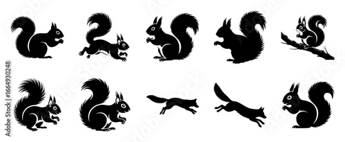 Squirrels and foxes in silhouette black white