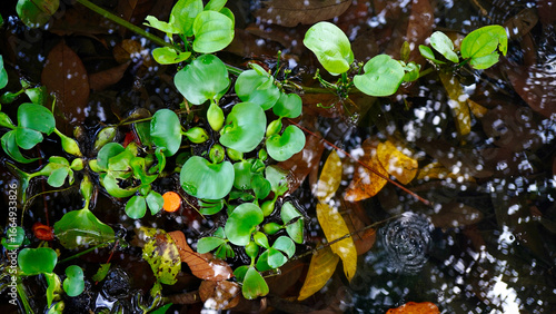 A group of tropical water hyacinth plants with bright green leaves forming a natural texture on the calm pond surface