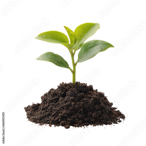 Wallpaper Mural A young plant sprouts from rich soil Torontodigital.ca