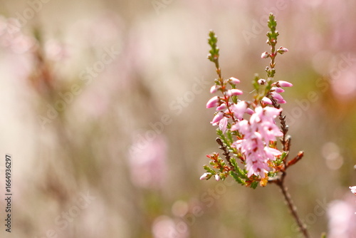 Wrzosowiska w Mostówce w sierpniu