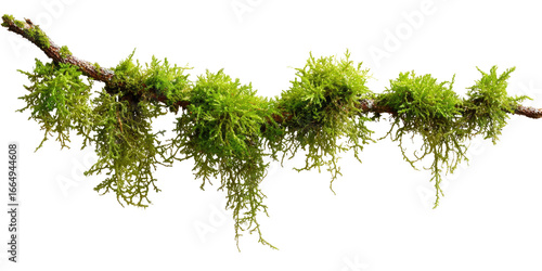Clustered, vibrant green moss clings to a slender branch