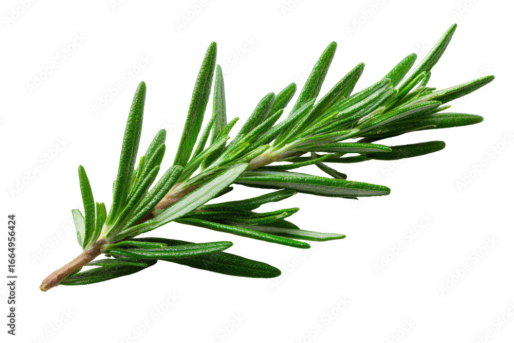 Fototapeta premium Fresh rosemary sprig, vibrant green leaves