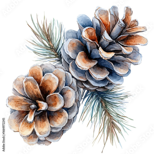 Winter Pinecone, watercolor clipart vector, isolated on a white background.