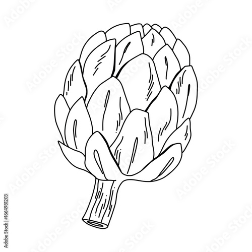 Hand drawn artichoke in line art style black ink vegetable sketch for coloring or design